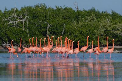 isla-arena-con-flamingos