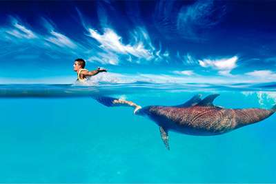 dolphin-cat-isla-royal-swim-isla-mujeres