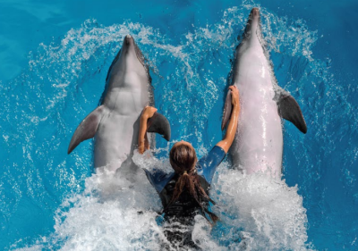dolphin-encounter