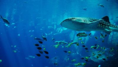 tiburon-ballena-nado-snorkel